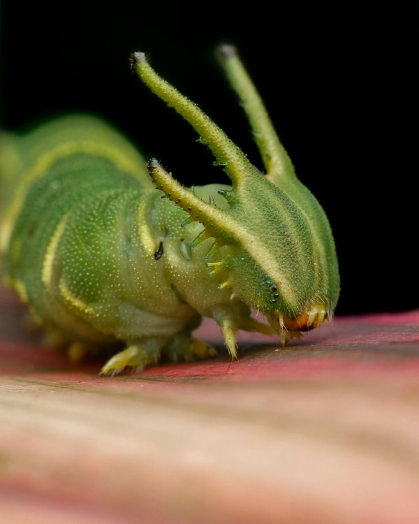 Traitement des chenilles processionnaires à alpes maritimes 06 : solutions pour un environnement sain
